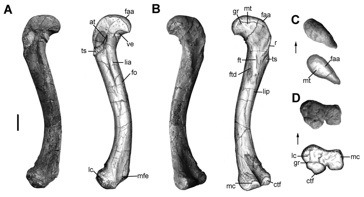 Two years later, our group along with Bill Parker and Tim Rowe had identified a second Dromomeron species (D. gregorii), which formed a clade with Lagerpeton - Lagerpetidae