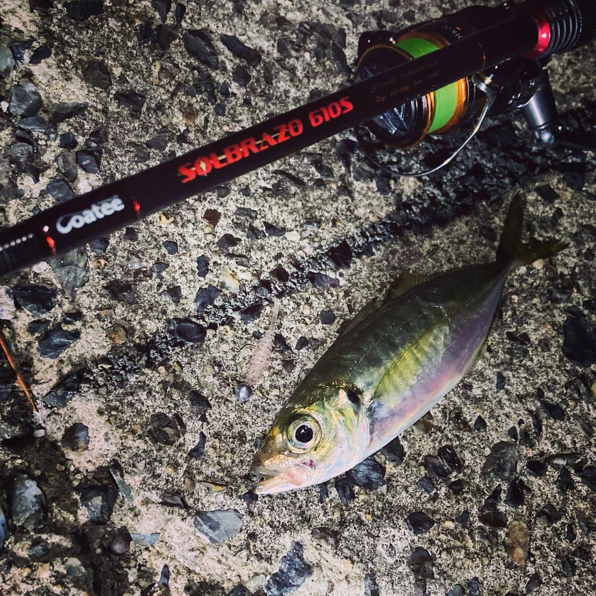 中古釣具パゴス スタッフ増田 Goateeのライトソルトゲームロッド ソルブラッソ 610s を持って周防大島でアジングをしてきました ソリッドティップのおかげでスっと抜けるようなバイトにも対応することができました ワームは レイン パゴスオリジナル