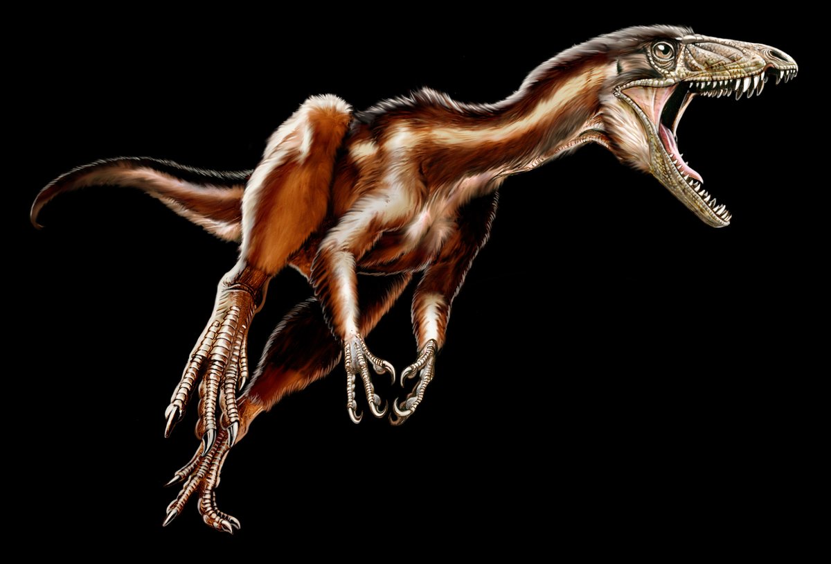 That same year we reported in Science the discovery of the early theropod dinosaur Tawa hallae - and discussed the biogeographic significance of the multiple theropod taxa present at the Hayden Quarry.credit: Jorge Gonzalez