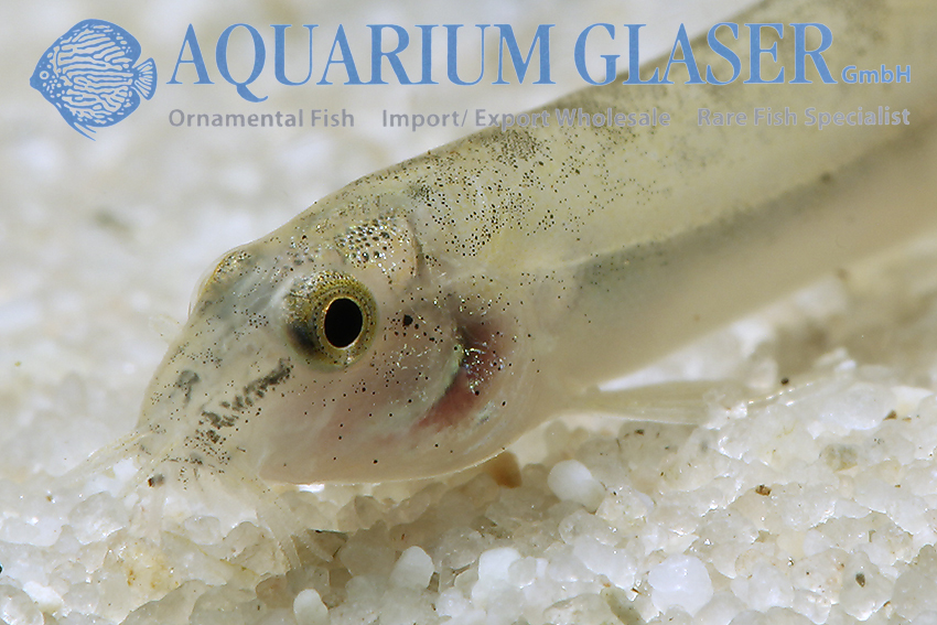 aquariumglaser's tweet photo. #lepidocephalichthys #kranos
find more details and pics @ https://t.co/kgExUnuDLM https://t.co/1roX7WqSff