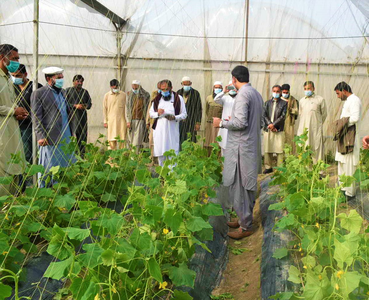 FAOPakistan's tweet photo. Thanks to support from @StateINL, @FAO has introduced high tunnel farming for alternate and improved livelihoods  in Merged Districts of #KhyberPakhtunkhwa. 

📷 Exposure learning visit by high tunnel farmers to #SheikhupuraPunjab👇 https://t.co/lLWYerJ2OP