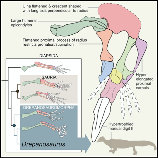 as well as using the articulated and 3D preserved forelimb material from Hayden Quarry of Drepanosaurus to better understand the homologies and extreme modifications of the drepanosaur forelimb  @PTPritchard