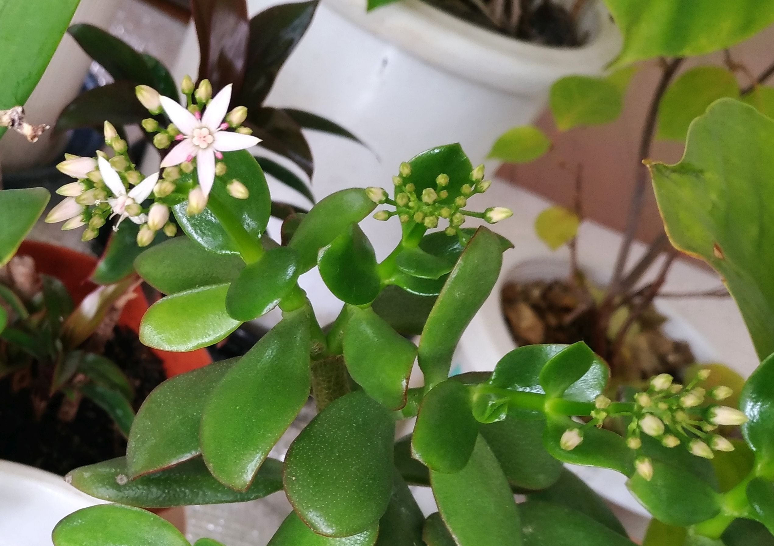 こころんグリーン Sur Twitter わが家のカネノナルキの花がまた開きました 白い小さな花が続けて咲きます 小さいけど可愛らしい花がたくさん開くと思います カネノナルキ 白い花 小さな花 冬の花 冬 多肉植物 園芸品種 園芸 ガーデニング 熊本市南区