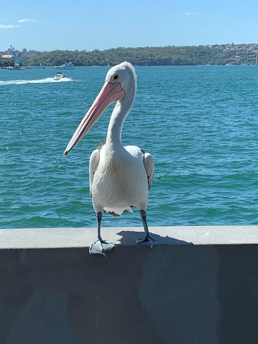 DirkBromley's tweet image. 