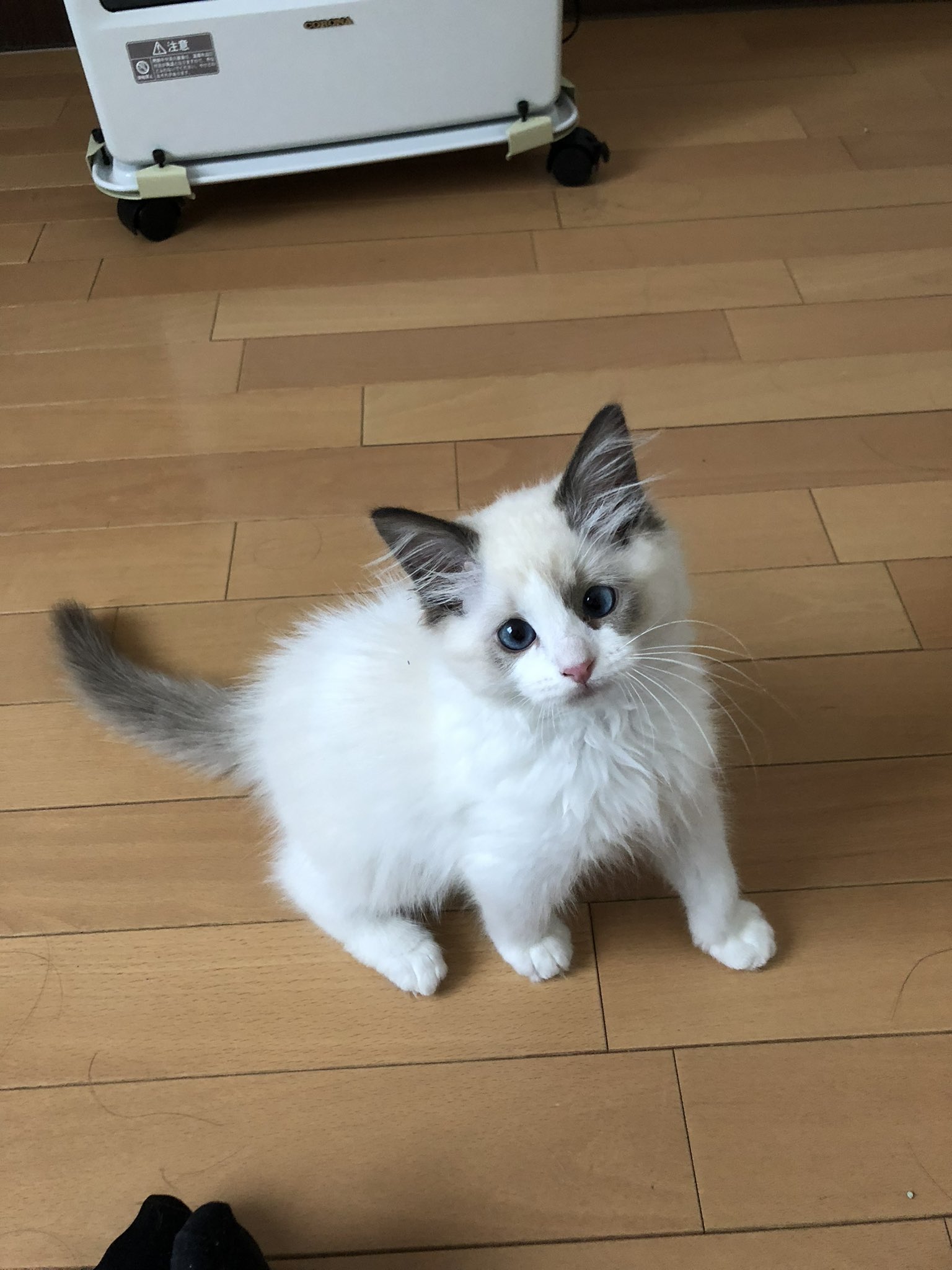 Jmtysymt これを見た人は子猫の成長した画像をはれ こむぎとセシリーの成長過程 こうやってみると凄い成長してる アメリカンショートヘア ラグドール 猫好きさんと繋がりたい T Co Cmgvyknvb6 Twitter