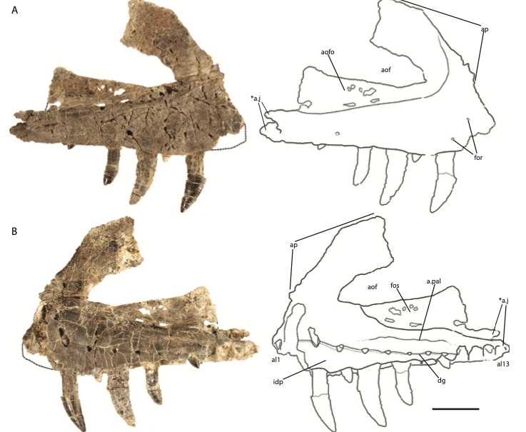 Emily Lessner  @AnatomyMizzou , while an undergrad  @vtgeosciences with  @VTechmeetsPaleo, lead the description of a new rauisuchid - Vivaron haydeni.