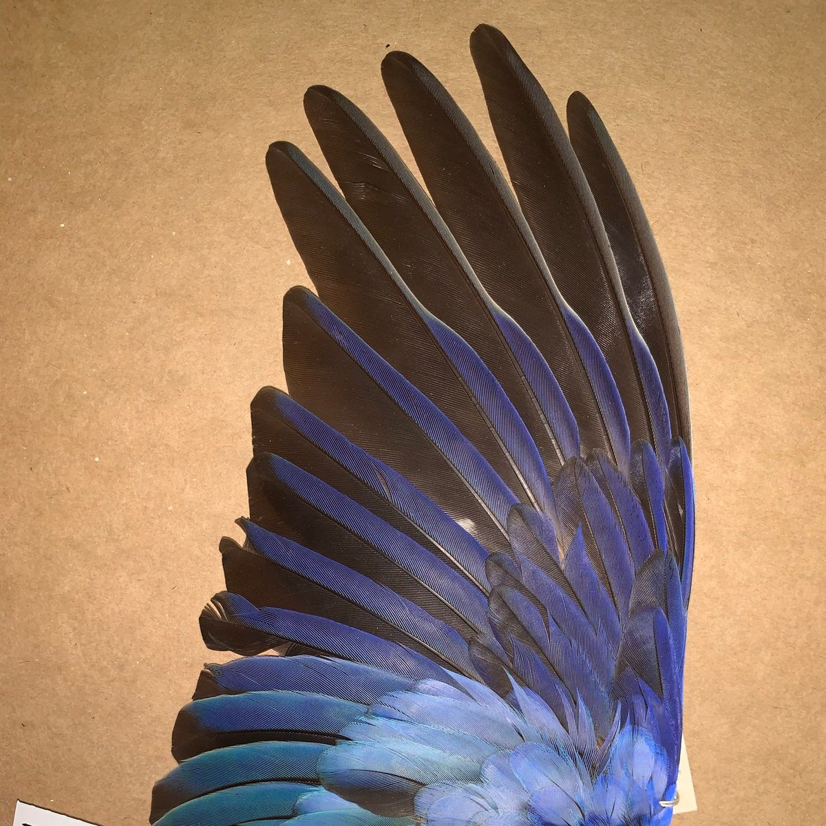 2/11: Birds that fly long distances (e.g. migrants) tend to have long, pointy wings because this shape has less drag and is more efficient over distance. Sedentary birds have rounded wings, which gives them more agility but is inefficient over long distances.