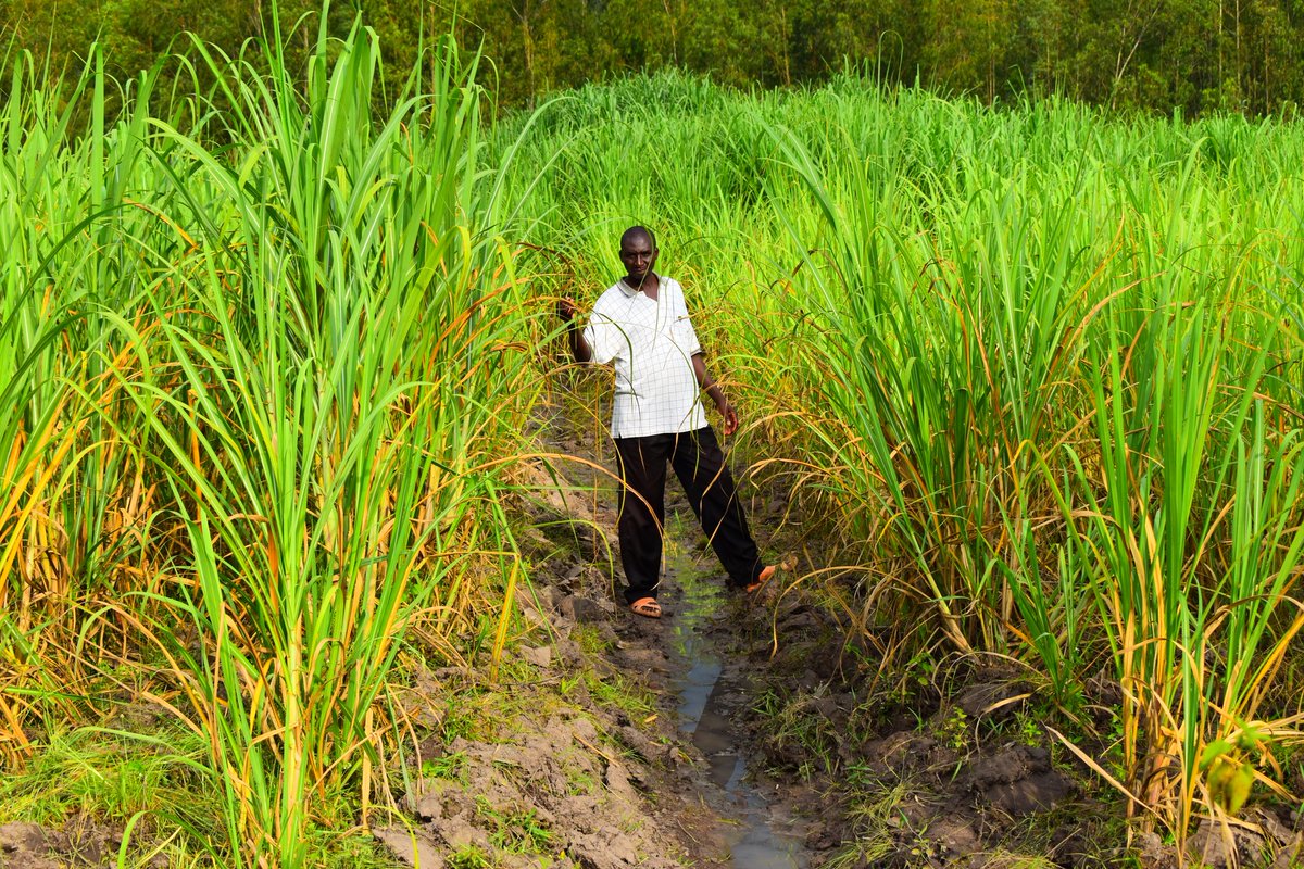 plantvillage's tweet photo. This week @mariontabea visits #farmer Francis Charo in Busia County to learn about sugarcane production. Find out more from our blog 👇🏾

https://t.co/6pu46Uuw7P

#wednesdaythought #KOT https://t.co/riMWmTwjkX