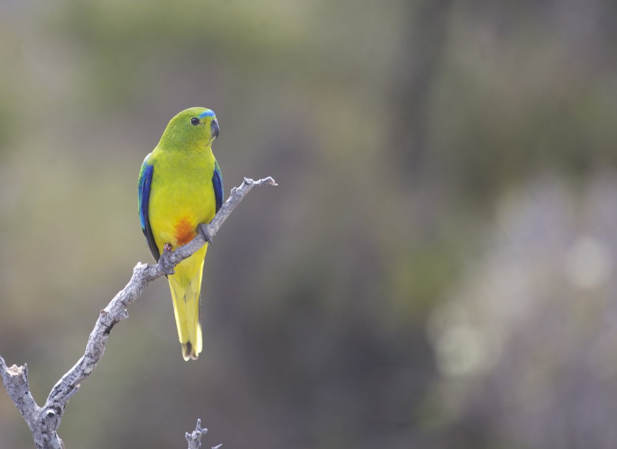 5/11: this is important because in migratory orange-bellied parrots, migration is a severe threat to the species survival. If related grass parrots are actually more migratory/mobile than previously realised, this may be important for conservation.  https://static1.squarespace.com/static/582ea0d1579fb3ef8b09706d/t/5f39c92c57da8940e9dac29c/1597622576959/Final+published.pdf