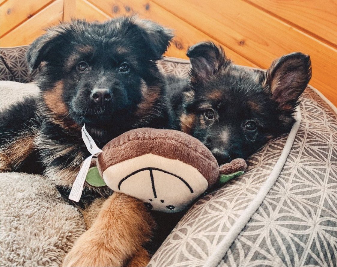 Look at these little nuggets! 😍