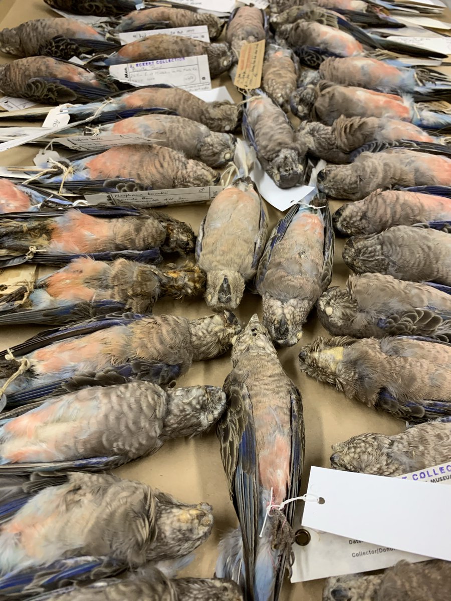 6/11: So i traveled across Aus (and to America!) to measure as many grass parrot museum skins as possible. i quantified 3 metrics of wing shape (pointedness, concavity and aspect ratio) and compared them across species.
