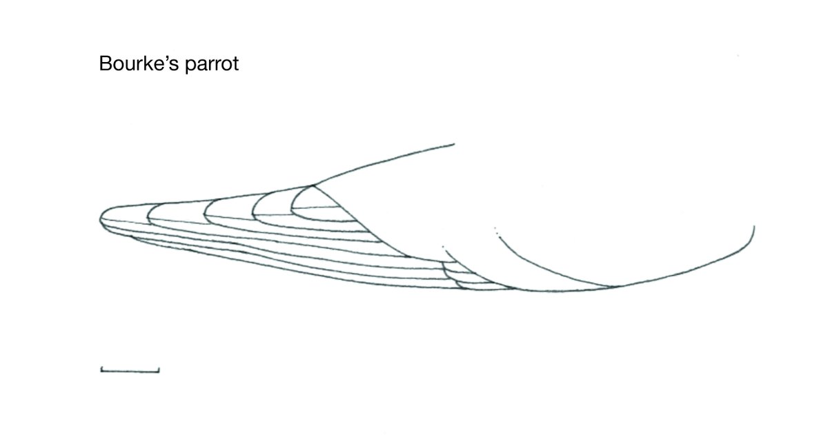 8/11: We think that in unpredictable Australian environments, if you stay ready you don't have to get ready. If pointed wings don't disadvantage normally sedentary species, then having pointy wings may be a 'back up' for when conditions go bad and birds are forced to move.