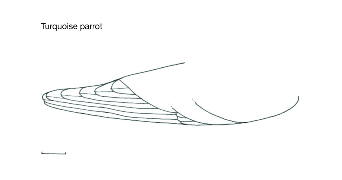 8/11: We think that in unpredictable Australian environments, if you stay ready you don't have to get ready. If pointed wings don't disadvantage normally sedentary species, then having pointy wings may be a 'back up' for when conditions go bad and birds are forced to move.