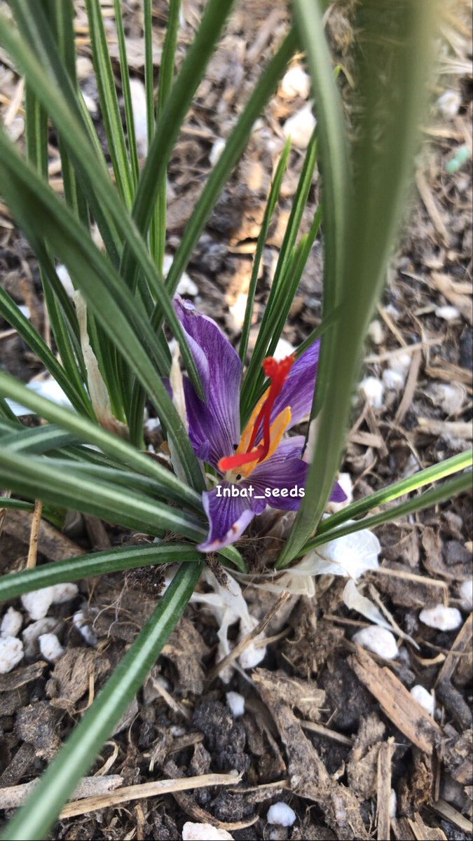 a_ghafri5's tweet photo. حصاد الزعفران في الدريز .. تجربة تستحق التكرار .. شكراً inbat_seeds https://t.co/FwSSFXMrWi