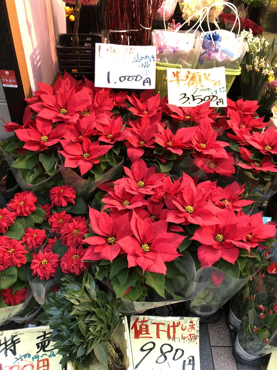 フラワーマルシェ 本日は ポインセチア スイートピー カーネーション カサブランカ たくさん入荷しています とてもお安いので 是非いらしてください フラワーマルシェ 元住吉 花屋 激安 激安花屋 ポインセチア スイートピー