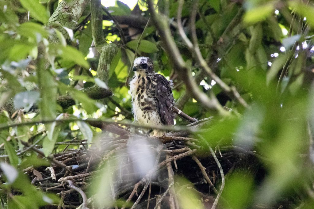 RobynAnsellArt's tweet photo. Last month I finally caught a glimpse of the occupant of a mysterious nest that I’d noticed on one of my forest walks.Yesterday I was delighted to see a juvenile #africangoshawk peeping out!😍#raptors #birdsofprey #birding #goshawk #nature #krantzkloofnaturereserve #KZNbirds #bop https://t.co/OjdW0Hafgi