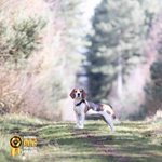 Photo by National Dog Portrait Awards (@NDPA2020)