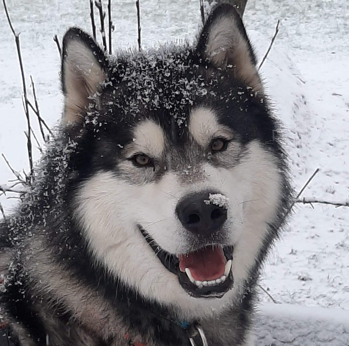 adrsik's tweet photo. Juhu Runde 2 diesen Winter. Weiter so Frau Holle!!!! #Schnee #malamute #alaskanmalamute https://t.co/zR8pSBrDwq