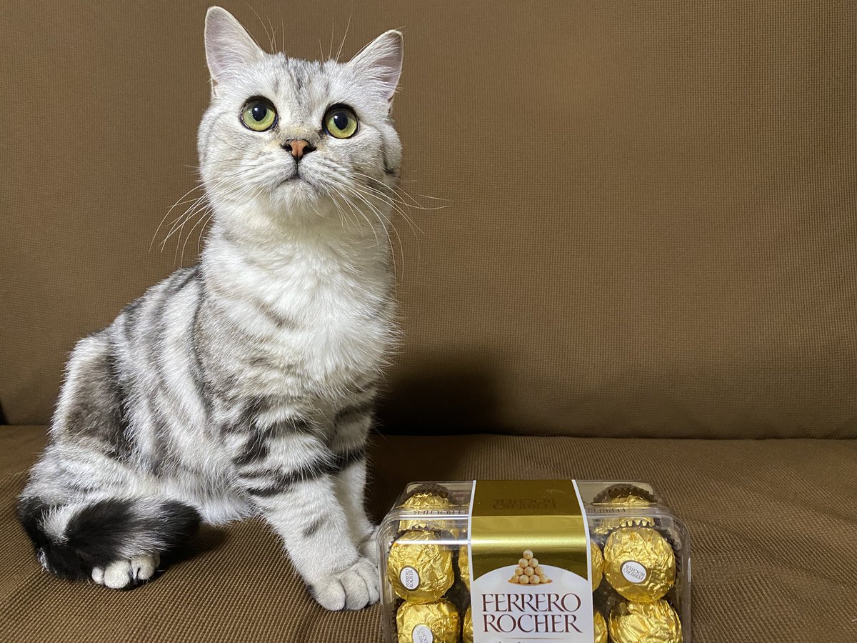 猫初心者 ロシェとフェレロロシェ 名前の由来はこのチョコレートではないけども パズドラ でもないです フランス語 のチョコレートの種類から響き可愛いものを取りました 猫好きさんと繋がりたい 猫のいる暮らし 猫 猫初心者 猫のいる幸せ 猫初心者 ロシェとフェレロロシェ 名前の由来はこのチョコレートではないけども パズドラ でもないです フランス語 のチョコレートの種類から響き可愛いものを取りました 猫好きさんと繋がりたい 猫のいる暮らし 猫 猫初心者 猫のいる幸せ
