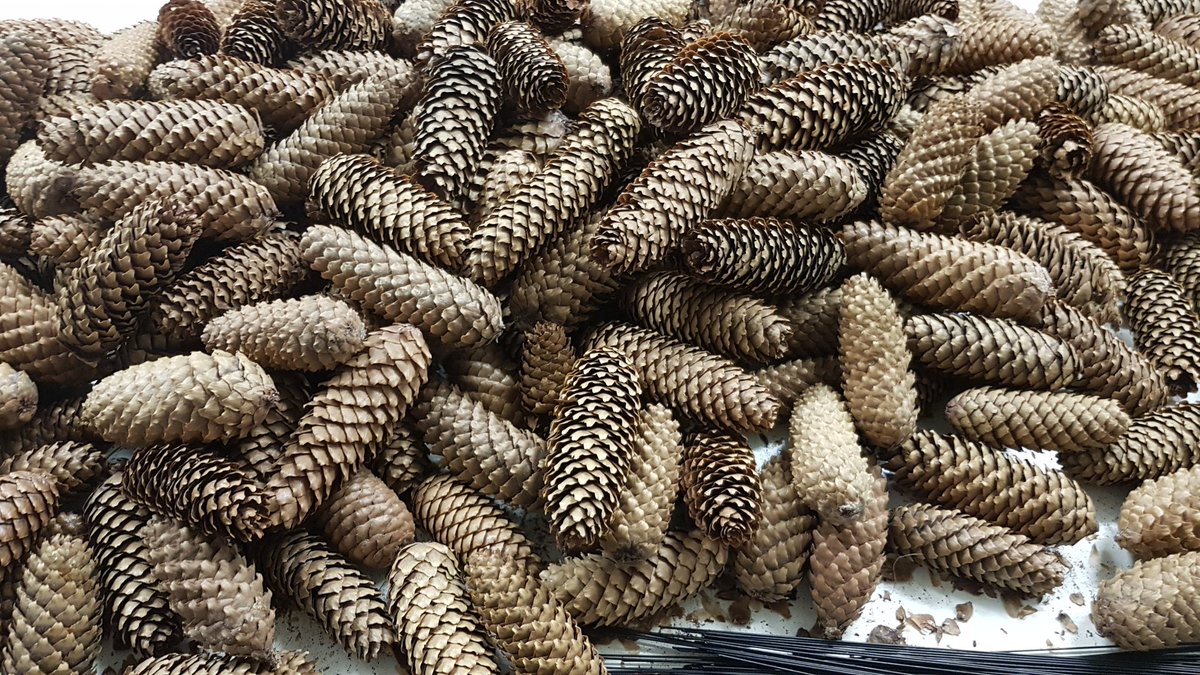 EwaHenne's tweet image. Next Level !

#Picea abies
#ImmerwennderChefnichtdaist