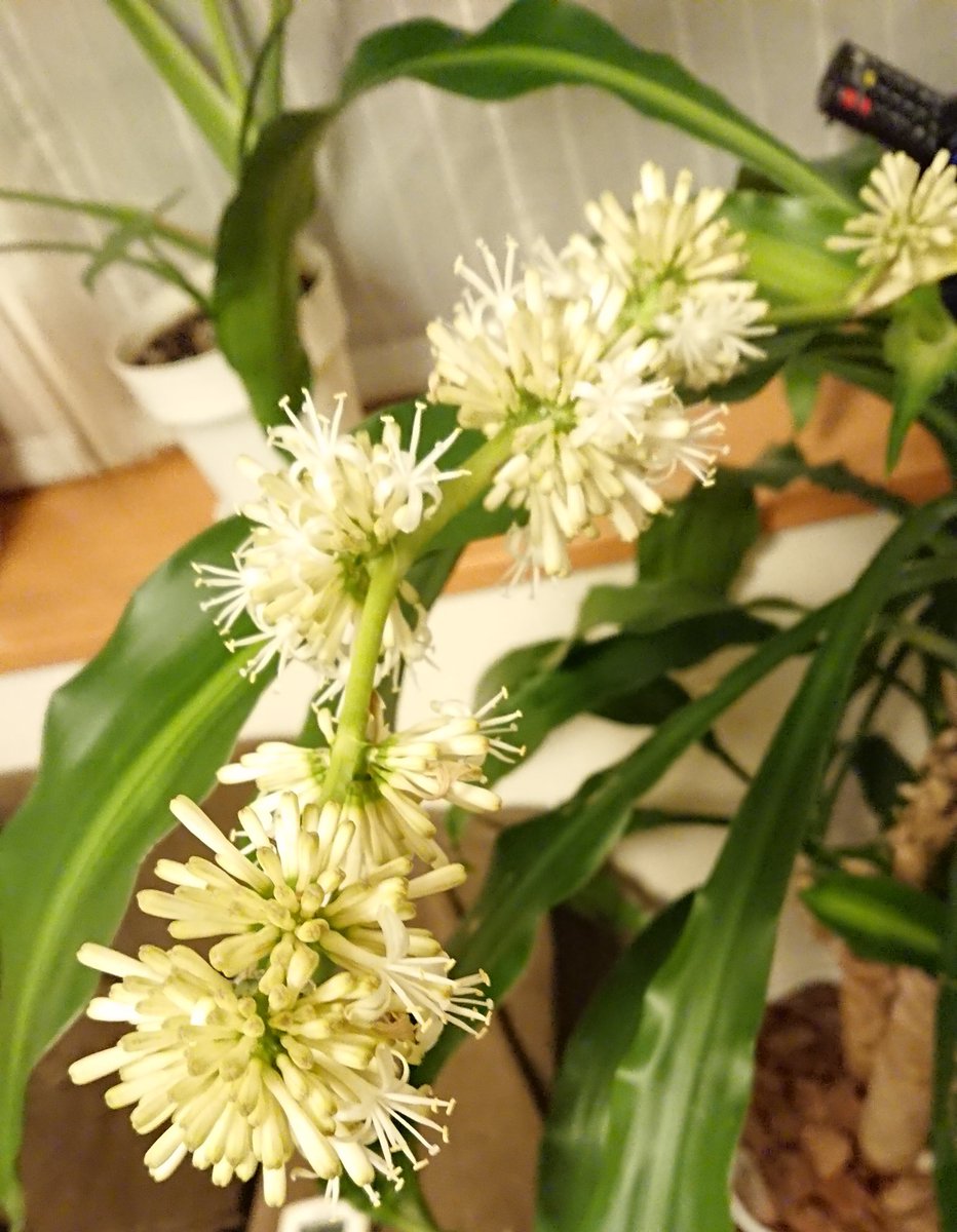 ユニ 夜になってまた開いてきました 幸福の木の花は匂いがすごい 結構きつい ユニ 夜になってまた開いてきました 幸福の木の花は匂いがすごい 結構きつい