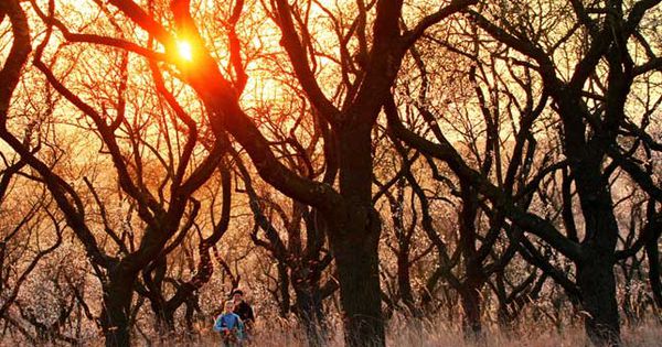 Blooming almond orchard set ablaze by setting sun. #foodstyling #foodinspiration bit.ly/2vXWbQZ