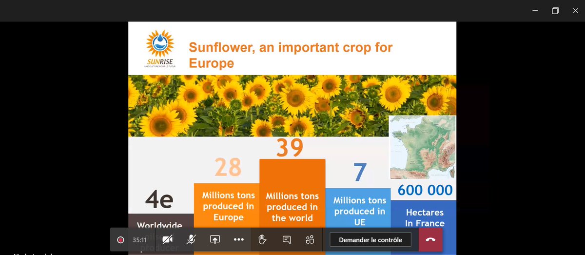 Le projet SUNRISE réunit aujourd'hui tous les acteurs de la recherche sur le tournesol pour sa réunion finale (dans le respect des gestes barrières) 🌻🌻🌻