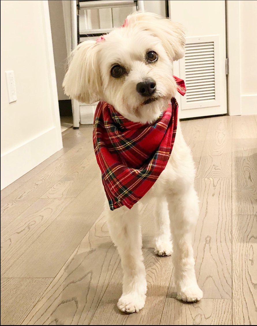 YTPuppyLove's tweet photo. Happy Pawlidays❣️ Our festive pack leader, Mila, spreading smiles 💝 #christmascheer 
#Vancouver #yaletown #puppylove #dogwalking #dogsitting #HoHoHo #HappyHolidays #wagwag #petcare #dogmom https://t.co/4RwpV6qgPT