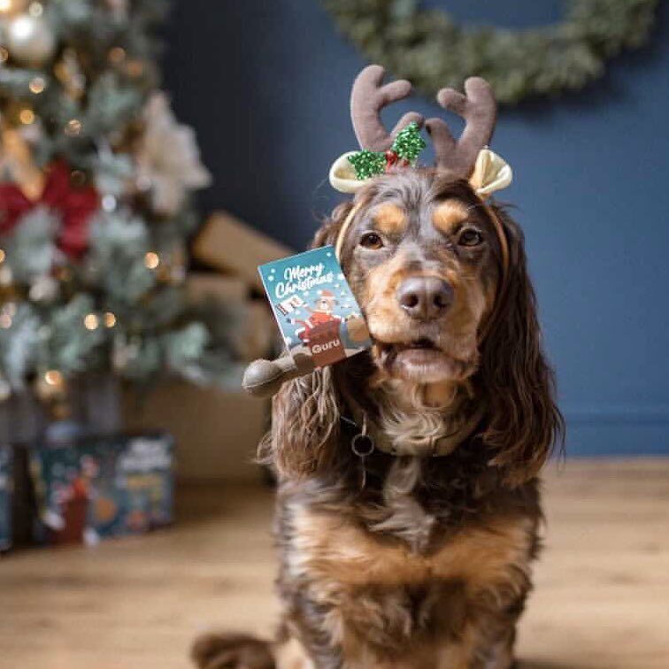 Santa: Won’t you guide my sleigh tonight? 🎅

Maple: Me? 🤭

#ItCouldBeYou #wednesdaythought