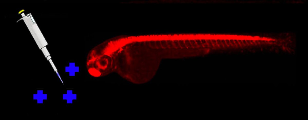 Angela Laird (@angelaslaird) on Twitter photo Thanks to <a href="/nhmrc/">NHMRC</a> funding we have developed zebrafish models to test treatments for fatal #neurodegenerative diseases
A current lack of funding for fundamental research limits the treatments we can test, slowing progress #SaveOzScience
<a href="/theasmr1/">The Australian Society for Medical Research (ASMR)</a> @greghuntMP #AdvanceAustraliaCare Thanks to <a href="/nhmrc/">NHMRC</a> funding we have developed zebrafish models to test treatments for fatal #neurodegenerative diseases
A current lack of funding for fundamental research limits the treatments we can test, slowing progress #SaveOzScience
<a href="/theasmr1/">The Australian Society for Medical Research (ASMR)</a> @greghuntMP #AdvanceAustraliaCare