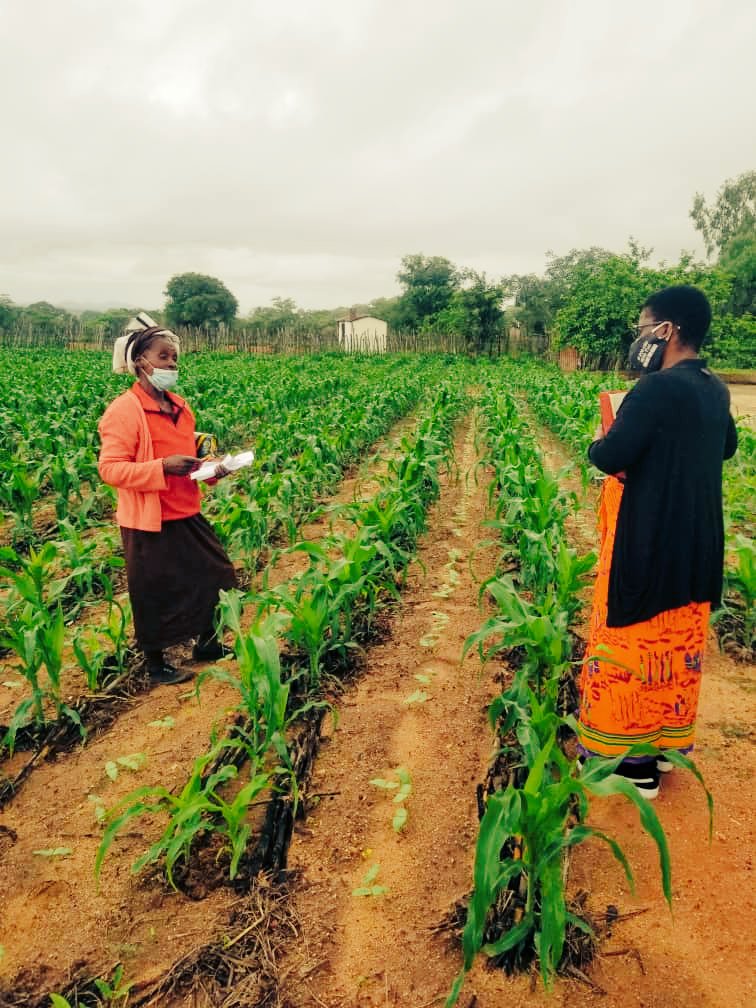 BicCds's tweet photo. S. Moyo, a widowed volunteer farmer is one of the best conservation farmers in Gwanda district. Last season she harvested 19X50kg bags while majority of her neighbor farmers got no harvest due to poor rainfall.
S.Moyo(left), L Zheke(right) https://t.co/W9tFP6ZpC2