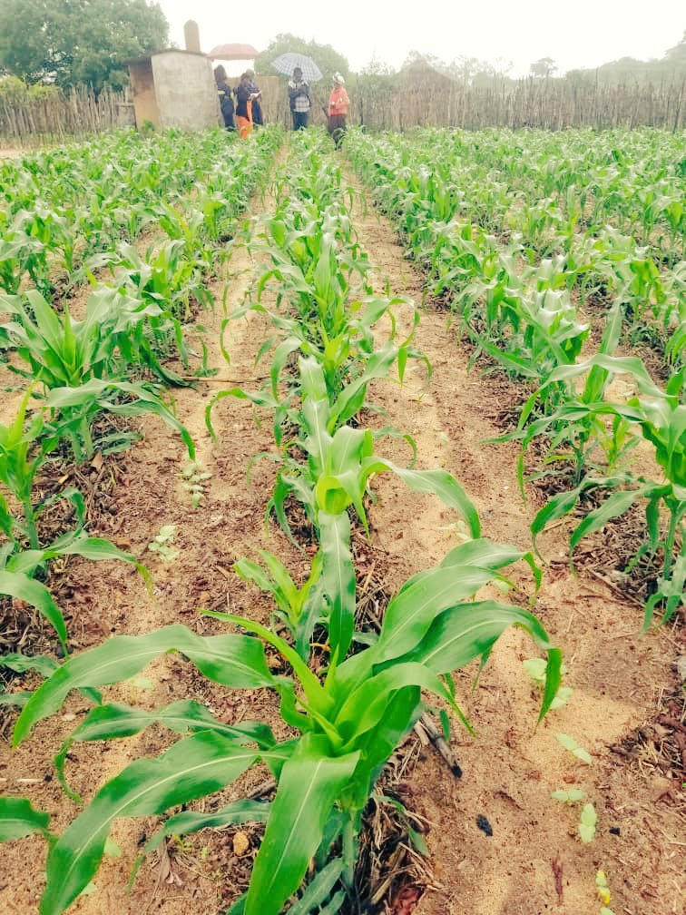 BicCds's tweet photo. S. Moyo, a widowed volunteer farmer is one of the best conservation farmers in Gwanda district. Last season she harvested 19X50kg bags while majority of her neighbor farmers got no harvest due to poor rainfall.
S.Moyo(left), L Zheke(right) https://t.co/W9tFP6ZpC2