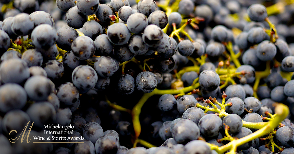 It's Wine Fact Wednesday! Did you know that there are over 10 000 varietals of wine grapes in the world?
#MichelangeloAwards
#CelebratingExcellence
#WineFactWednesday