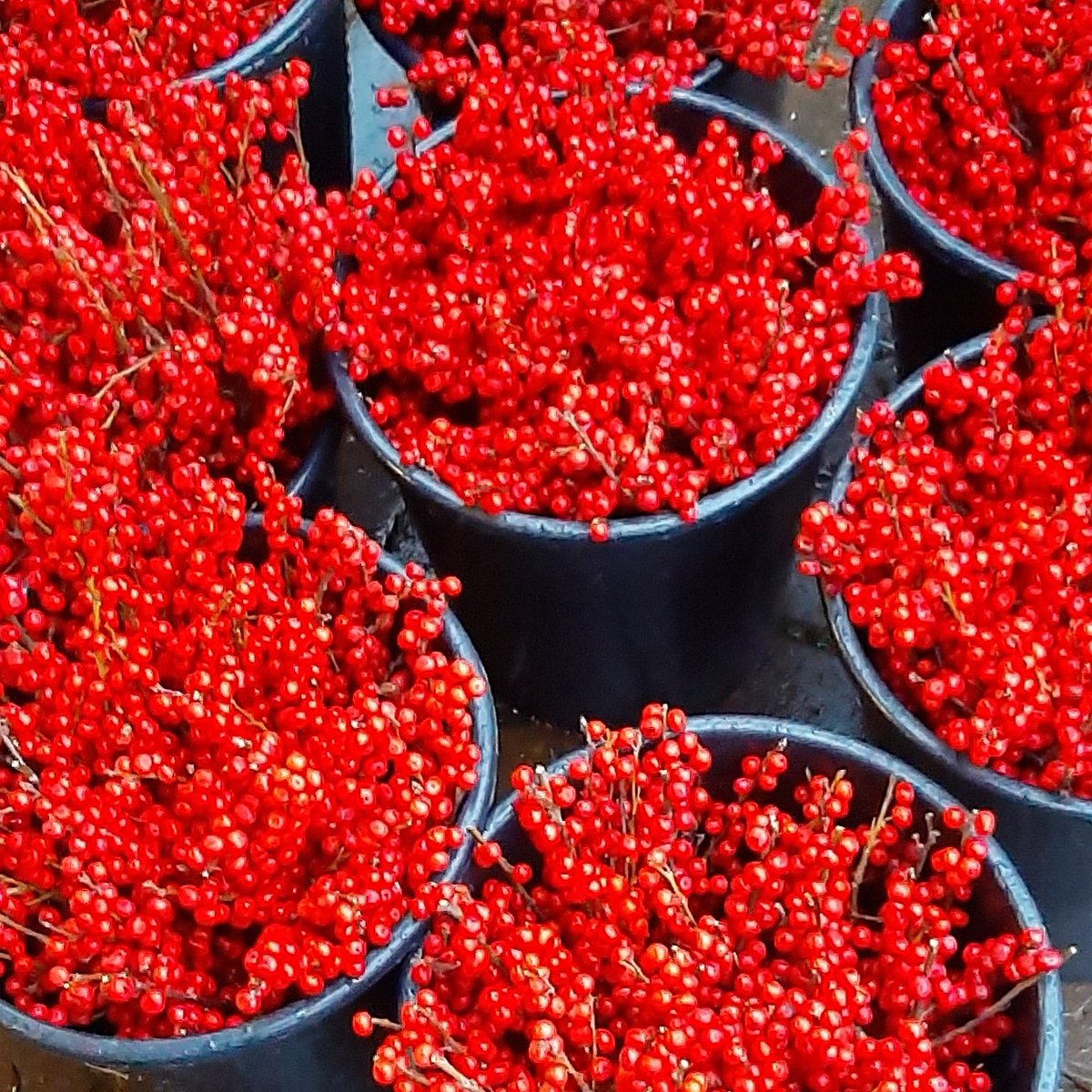 jpmoseley's tweet photo. The red berries are here! You have to love an ilex berry at Christmas. Birds please keep away!
#ilexberries #red #berry #christmas #floristry #flowers #flowerworkshops #derbyshire #JonathanMoseley https://t.co/jMSmcBH9Hx