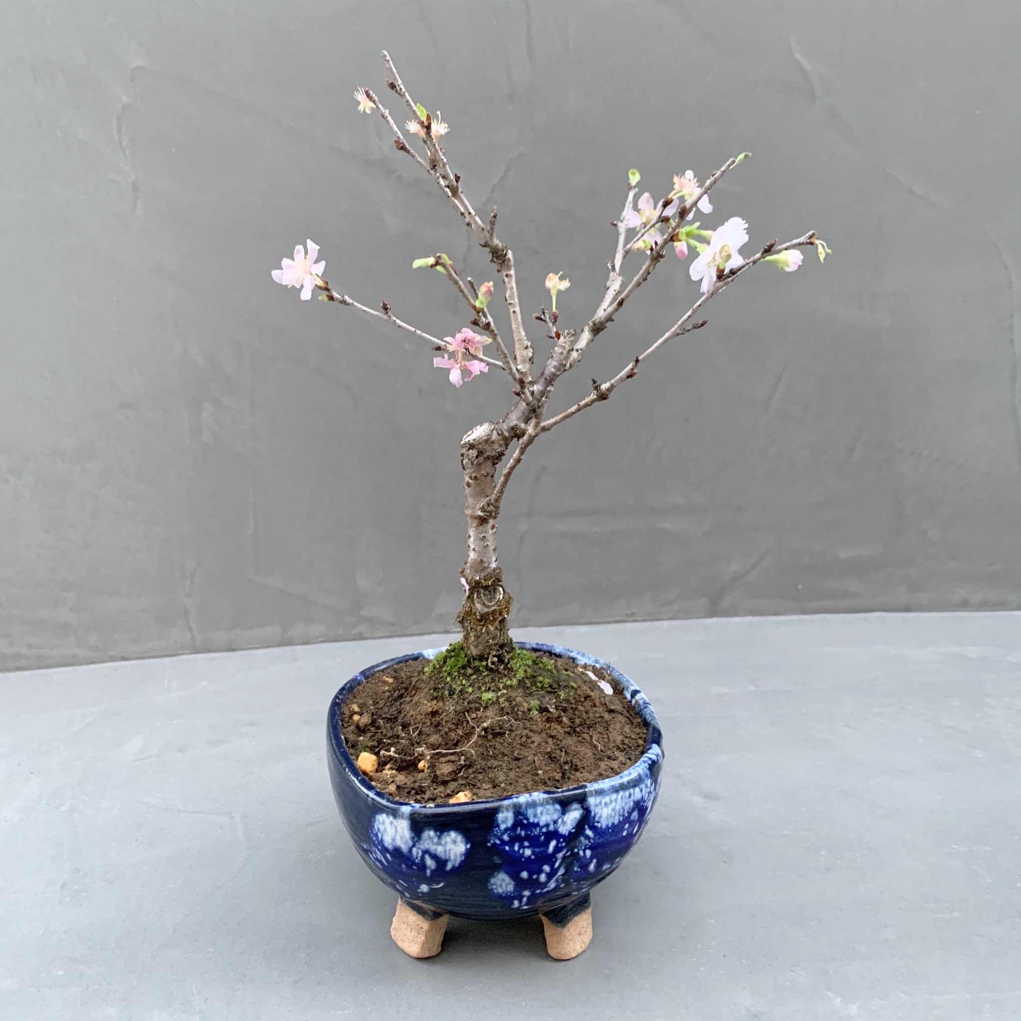 Hachi 韓国鉢に桜を植えてみました 10月桜というらしく この時期に花が咲いてます 韓国鉢 盆栽鉢 盆栽 上野グリーンクラブ T Co Jclmkpefn7 Twitter