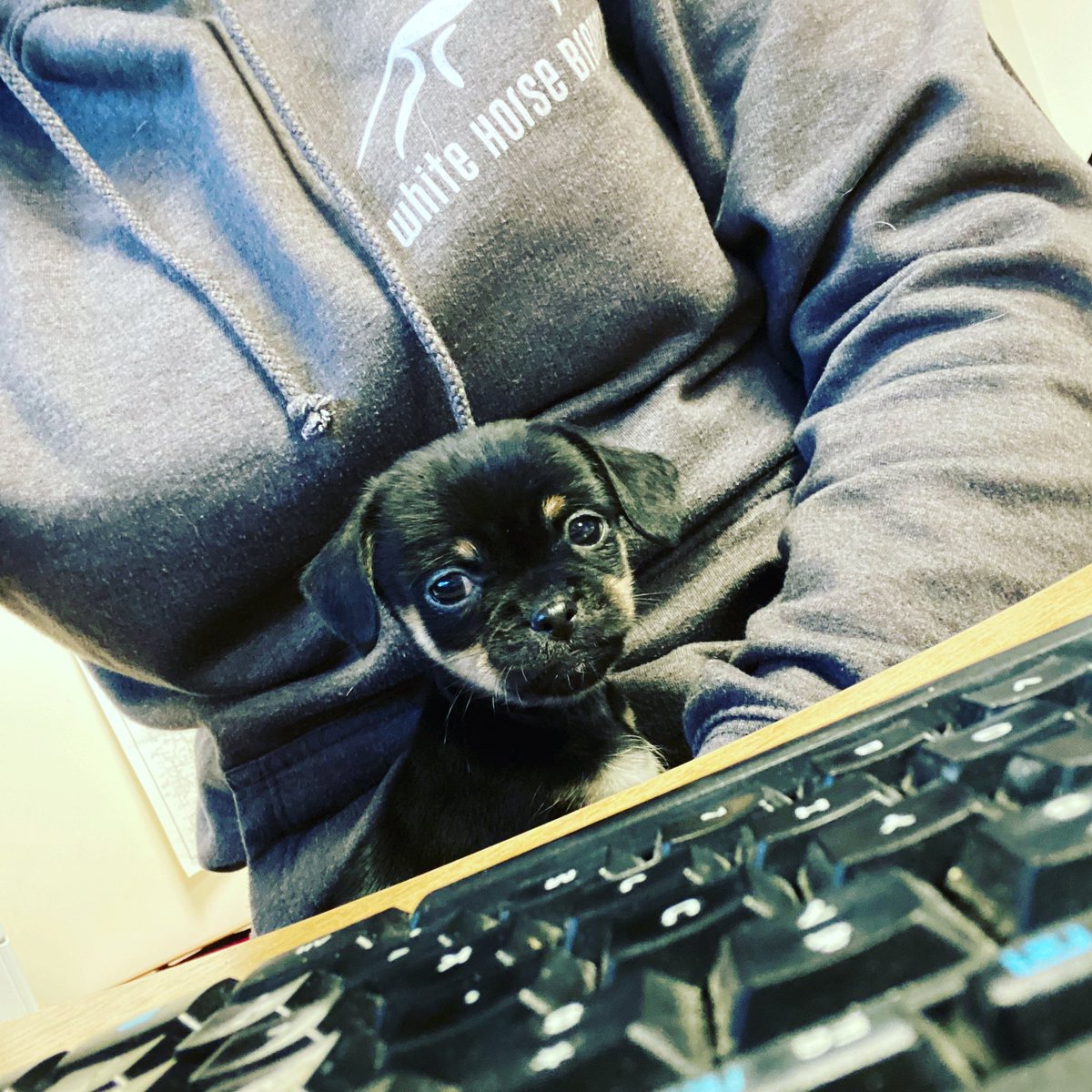 WhiteHorseBrew's tweet image. We’ve recruited a new role. Meet Albert, Head of Security. We’re covering admin procedures today in his induction #brewerydog