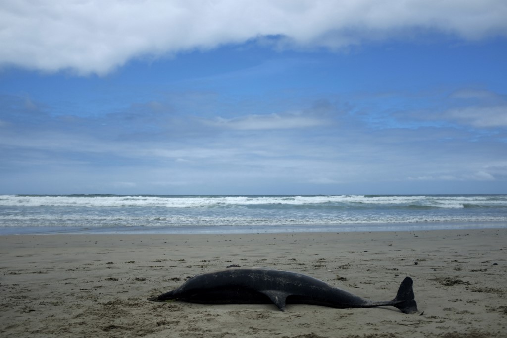 LaTacfi's tweet image. 🐬Plus de 1100 #dauphins échoués victimes de captures accidentelles ont été recensés en 2020. Un comptage réalisé sur une courte période qui augure un chiffre bien plus élevé.
On en parle avec Hélène Peltier de l'Observatoire Pelagis.
Vos ❓ 
#LaTac
franceinter.fr/emissions/la-t…