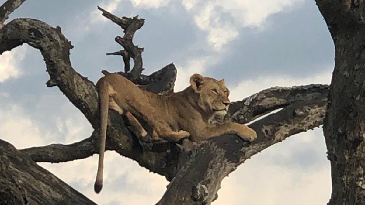 SiringitCamp's tweet photo. Let our expert guides take you on a journey through the Serengeti National Park where you’ll come across a rare sight. These sweeping grasslands are becoming known for tree-climbing lions, just one of the #Big5 that await you at Siringit Serengeti Camp. https://t.co/BeWkJ6IRke https://t.co/K2DBeu2pJN