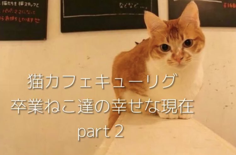 福岡の猫カフェキューリグ Nekocafekeurig Twitter