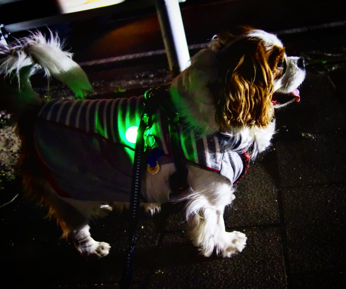 キャバリアブレンハイム