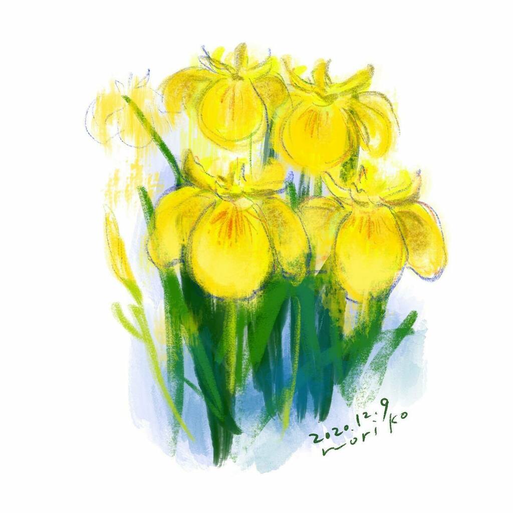 Akane Art Yellow Iris キショウブ 黄菖蒲 花 Flowers Yellowiris Akane Art イラスト Illustration 19 Drawing Art Painting Procreate 一日一絵 Onesktchaday Onedrawingaday 365drawings T Co Dioh2zp22i Akane Art Yellow Iris キショウブ 黄菖蒲 花 Flowers Yellowiris Akane Art イラスト Illustration 19 Drawing Art Painting Procreate 一日一絵 Onesktchaday Onedrawingaday 365drawings T Co Dioh2zp22i