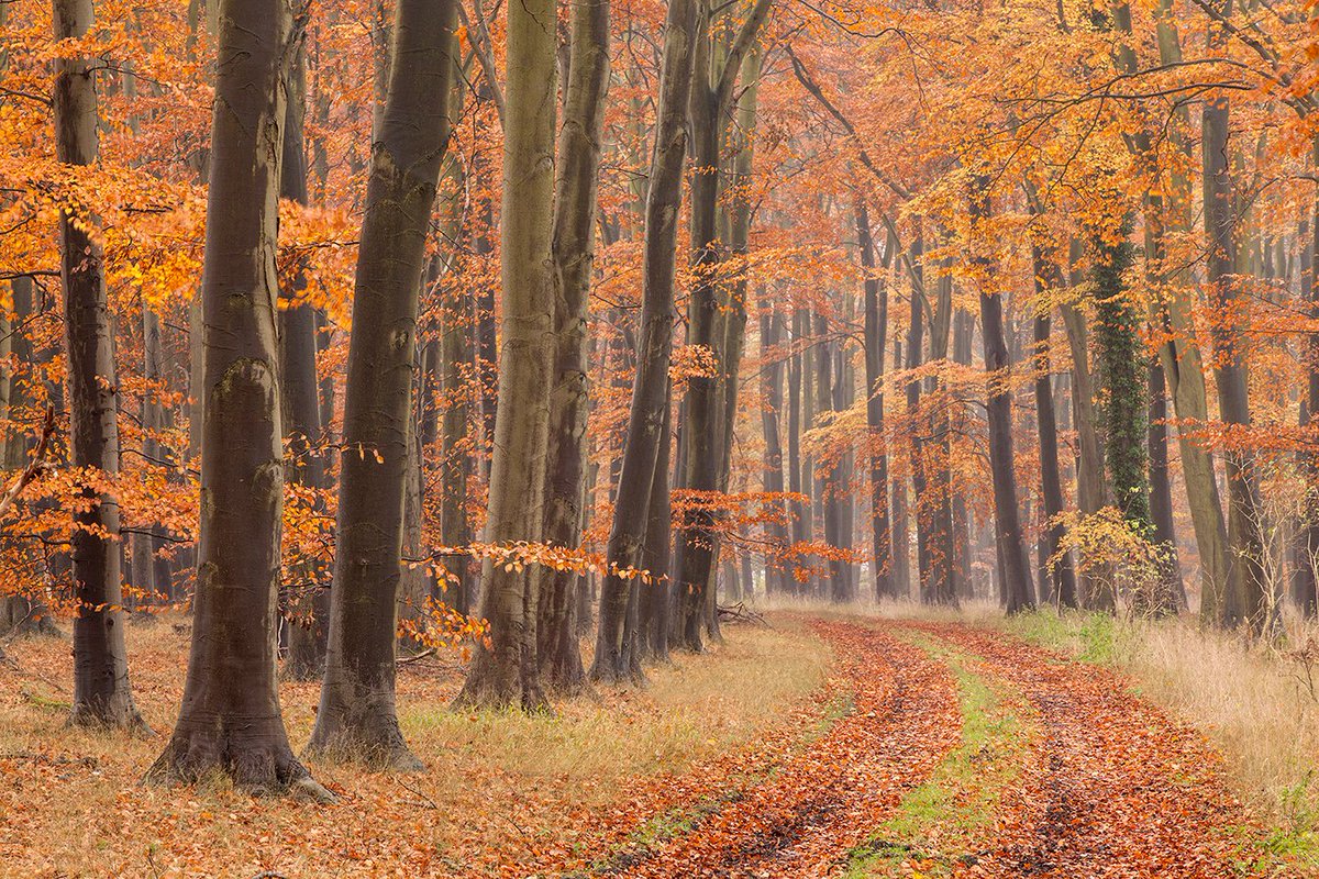 visitnorfolk's tweet photo. Lovely #Autumn colours in the Brecks and Thetford Forest when you visit Norfolk https://t.co/XrIQtmBxKG