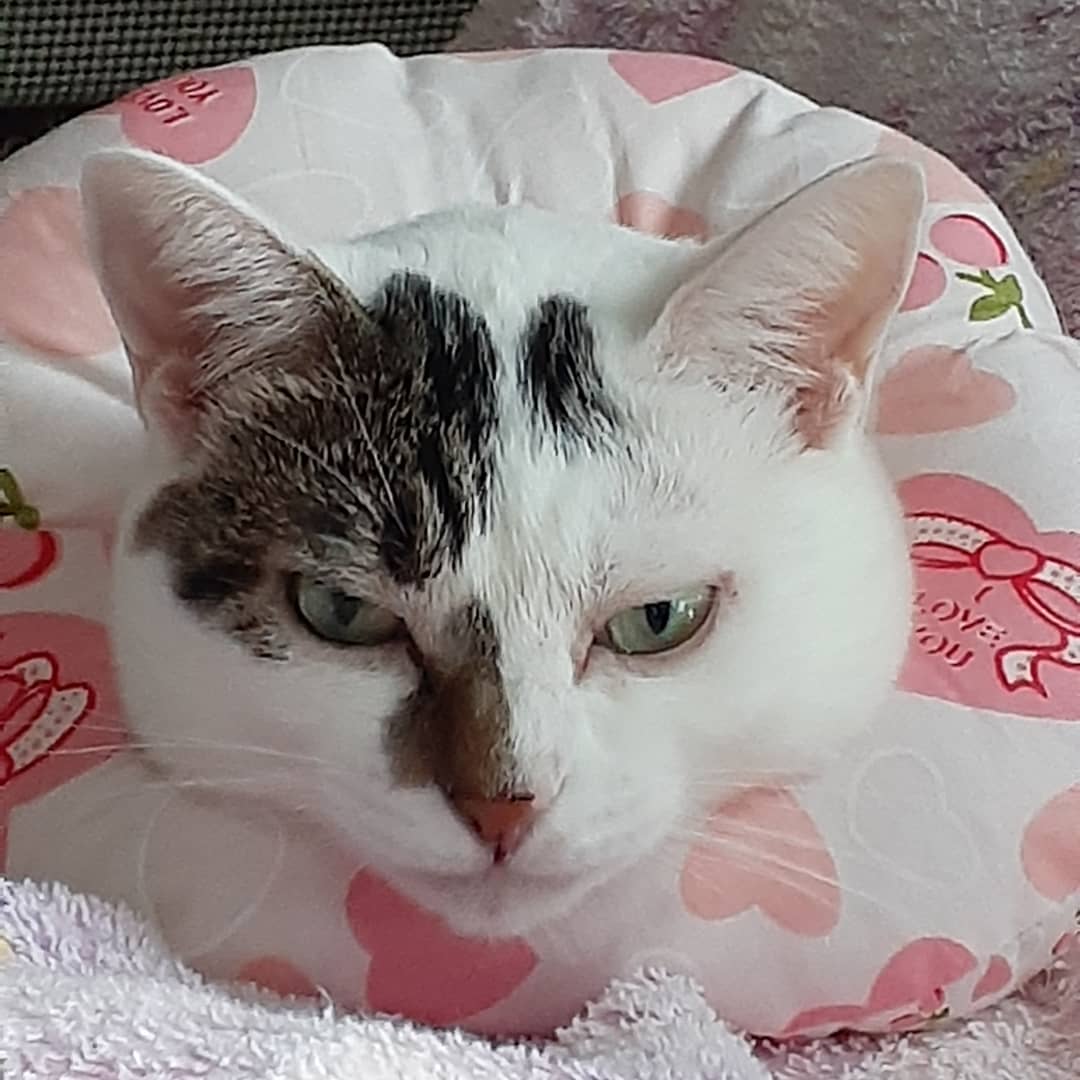 Bisuke23's tweet photo. 2ヵ月半くらいかな🐱隣は弟くんです💕
#これ見た人は子猫の成長した画像貼れ https://t.co/GbMWaiT5rc