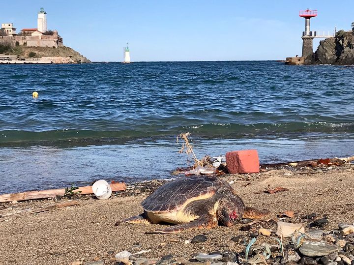 Mort d’une jeune #tortuecaouanne retrouvée dans la zone portuaire de Port Vendres😥.buff.ly/2KVRTpj