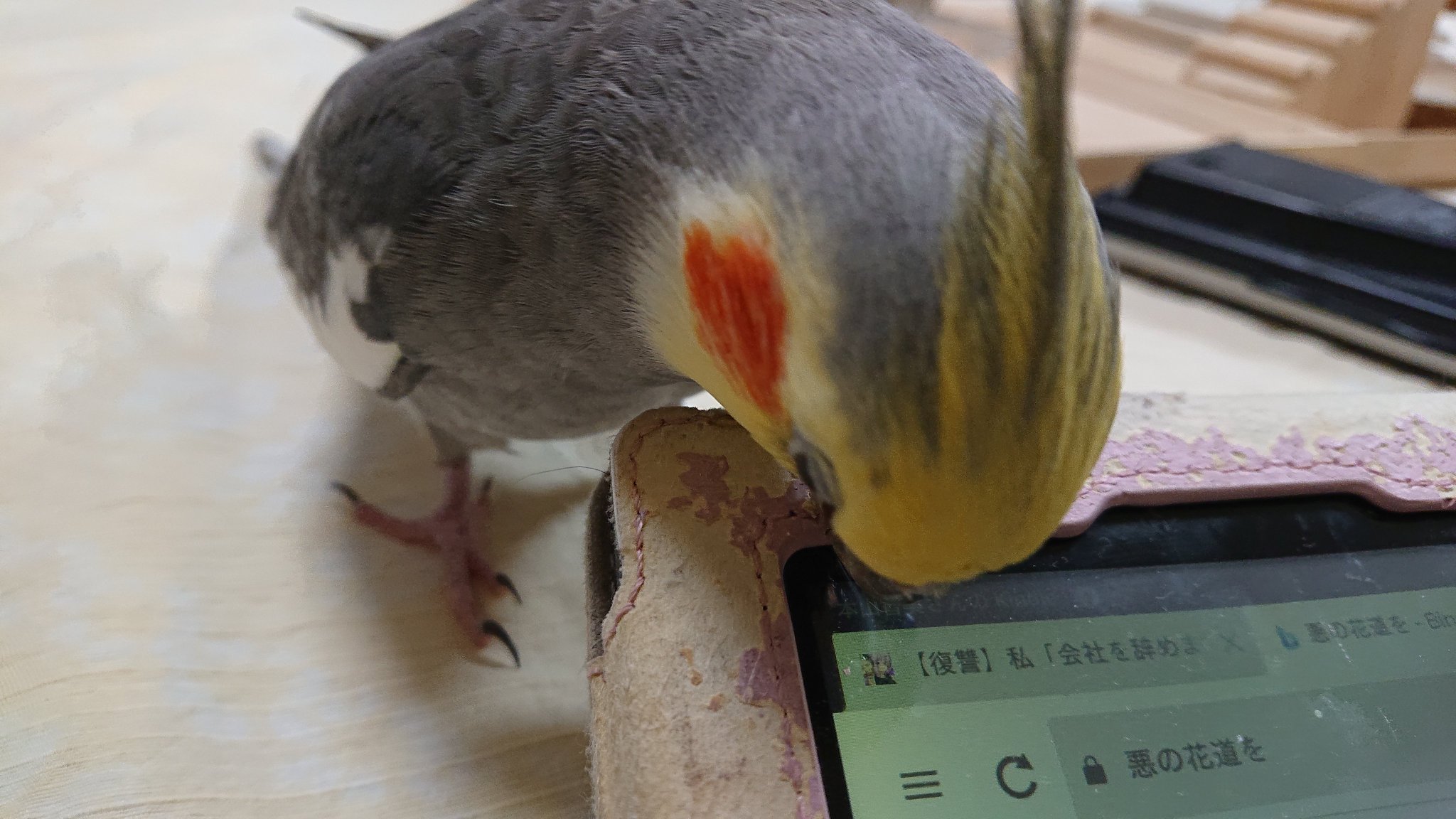 おかめつまみ屋 Kindleカバーはとりあえず齧る オカメインコ インコ 鳥好き 鳥好きさんと繋がりたい つまみ細工アクセサリー販売中 Minne T Co Ghwsrbnx59 Creema T Co Chkcyirvfn つまみ細工 T Co Kmx0co9ow6