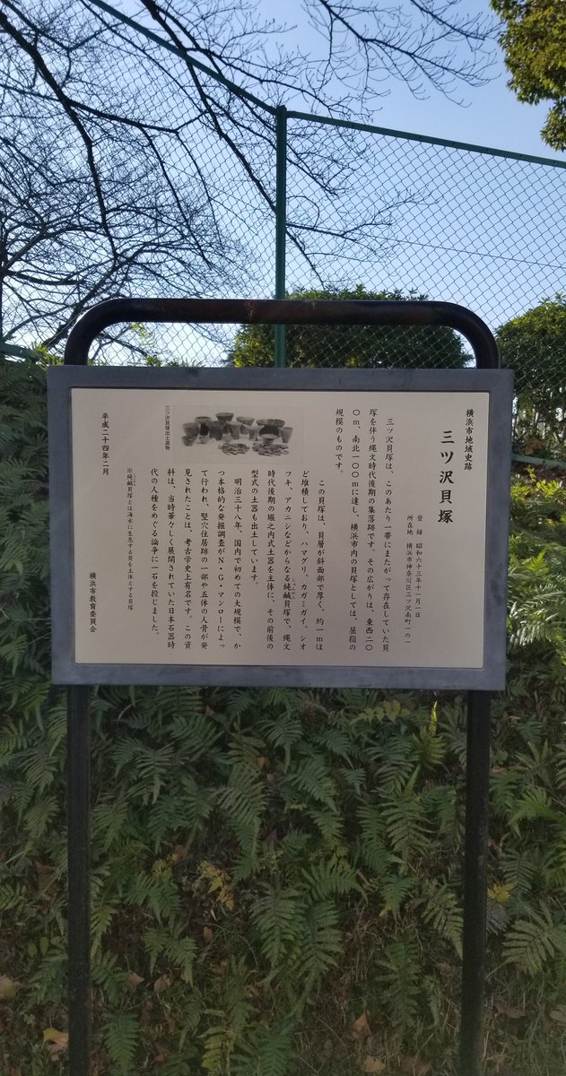 ZIRIA_AlRIZ's tweet photo. 昨日の『よしお散歩』 其の五
#銀杏 #三ツ沢貝塚 #Shellmound #考古学者 #ニールゴードンマンロー #八木蒋三郎 #横浜翠嵐高等学校 https://t.co/1MK6kQ6kAx