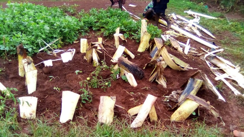SchoolsTrees1's tweet photo. Young people's ingenuity, drive and ultimate enthusiasm can be agame changer in Climate Resilience. On one of our monitoring stints, these young turks had devised a way of protecting thier newly planted vegetables from sunlight. The stems are removed and watering ensues. https://t.co/pDCo2VZUhv