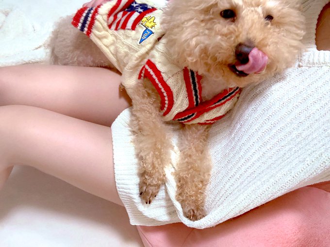 お風呂上がりに、わぁぁぁぁぁぁって嬉しそうにすりすりしてくる子🐶♡ https://t.co/7xHantn4ms<a href="/tag/wbc2023"class="tags"><span>#wbc2023</span></a>