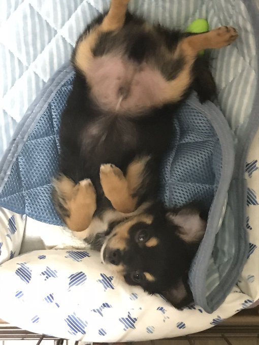 #これがこれ
一年チワワ 