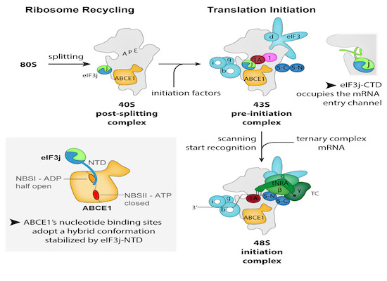 embojournal's tweet photo. #CryoEM inventory of native #ribosomal #ABCE1-43S pre-initiation complexes – new work by @BeckmannLab @GeneCenter_LMU
https://t.co/MFgXejoB3u https://t.co/hcOwfce1g1